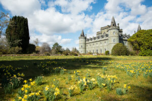Inveraray Castle , Daffodils