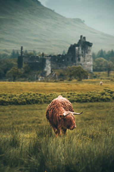 Highland cow, scotland, scottish highlands